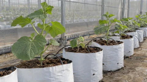 Dưa lưới sau trồng chậm hồi: kiểm tra bầu và growbag