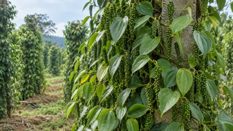 Dinh dưỡng hồ tiêu nuôi hạt: giữ lá, giữ sức cây