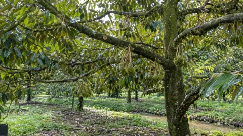 Sầu riêng gặp mưa sau đậu trái: thứ tự chăm sóc