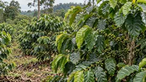 Cà phê thiếu trung vi lượng: bổ sung riêng hay cùng NPK?