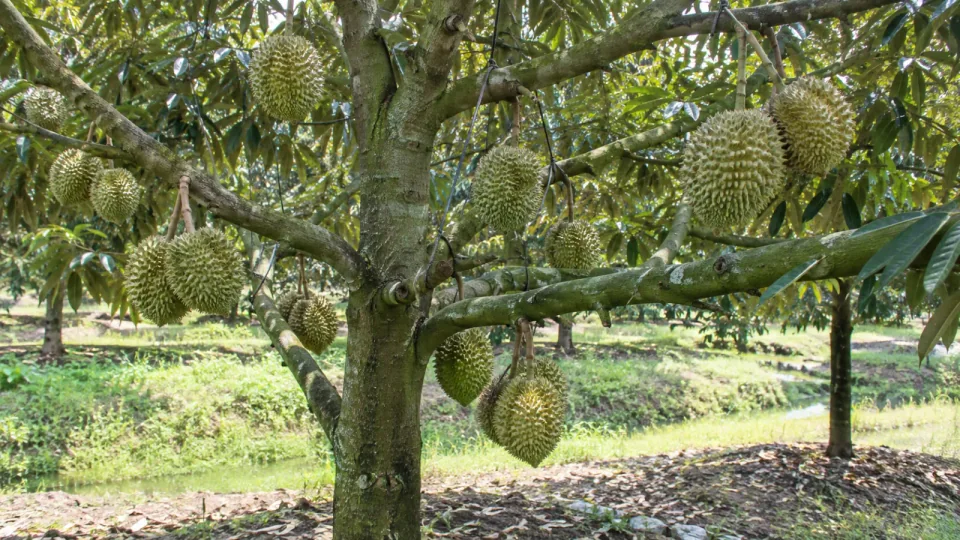 Minh họa AI: sầu riêng gần thu hoạch
