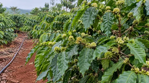 Tưới đuổi cà phê: 5 việc cần chuẩn bị trước ra hoa