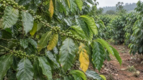 Bón đủ NPK nhưng cà phê vẫn vàng lá: kiểm tra gì?