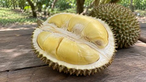 Sầu riêng sượng cơm, cháy múi: quản lý dinh dưỡng cuối vụ