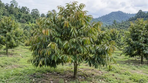 Silic cho sầu riêng: bổ sung khi ra đọt, dưỡng lá thế nào?