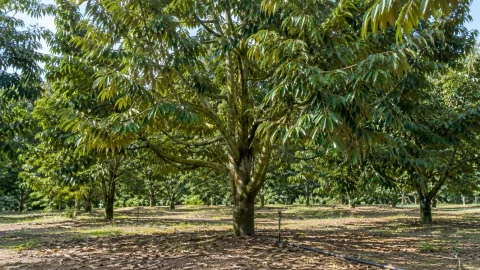 Sầu riêng chuẩn bị làm bông: 5 điều kiện cần đạt