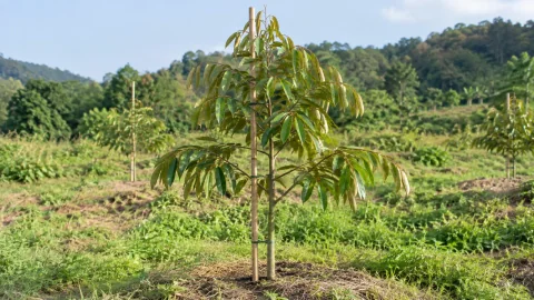 Tạo bộ khung tán sầu riêng năm đầu: kỹ thuật và dinh dưỡng