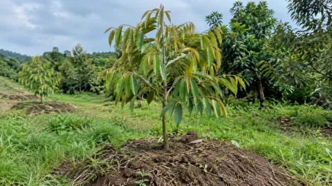 Sầu riêng con bón phân không ăn: 4 bước kiểm tra