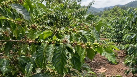 Dinh dưỡng cà phê sau hoa: sai lầm khi nuôi trái non
