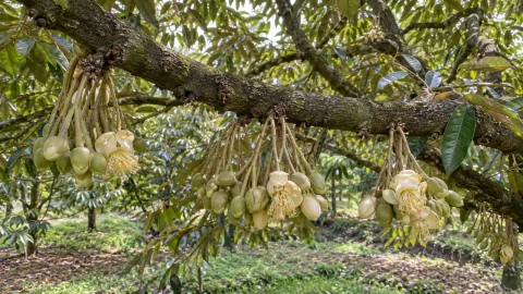 Dưỡng bông sầu riêng: chăm thế nào để bông khỏe?