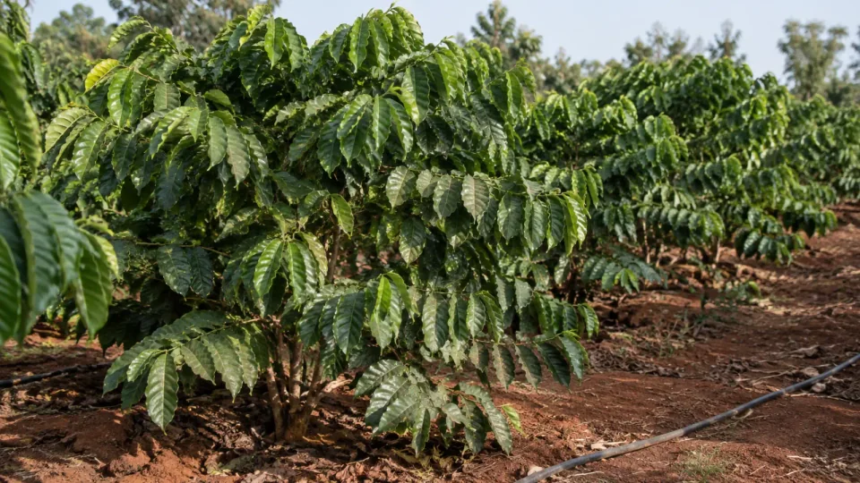 Minh họa AI: Vườn cà phê Robusta trong mùa khô