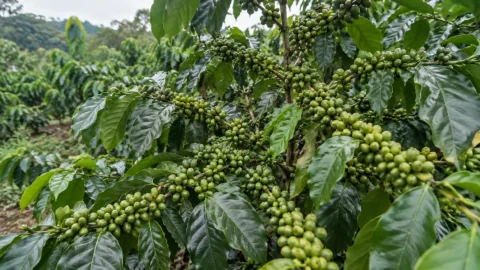 Cà phê mang nhiều trái: chọn Canxi, Silic hay Kali?