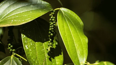 Hồ tiêu