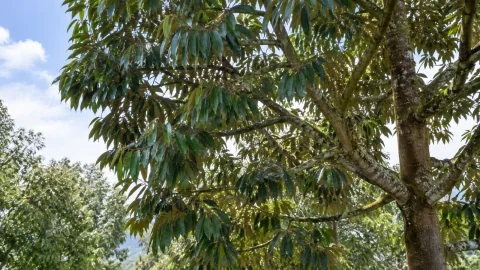 Trước làm bông sầu riêng: chọn Lân, Amino hay vi lượng?