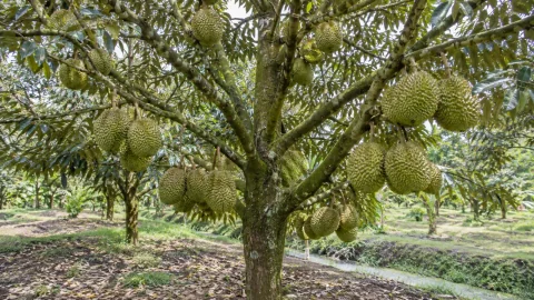 Sầu riêng mang trái quá tải: dấu hiệu và cách điều chỉnh