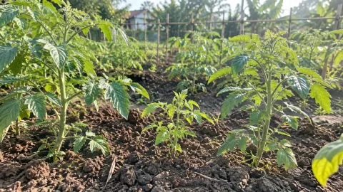 Cà chua phát triển thân lá chậm: thiếu phân hay rễ yếu?