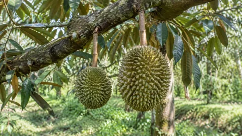 Trái sầu riêng lớn chậm: 7 nguyên nhân và cách kiểm tra