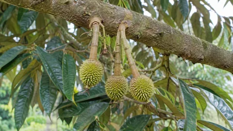 Sản phẩm dưỡng trái non sầu riêng: chọn nhóm nào?