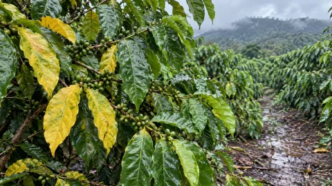 Cà phê đầu mùa mưa bị vàng lá: phân biệt nguyên nhân