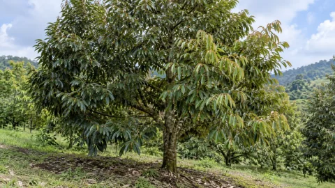 Bộ lá sầu riêng không đồng đều: kiểm tra nguyên nhân