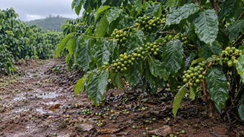 Cà phê cuối mùa mưa rụng trái: kiểm tra nguyên nhân