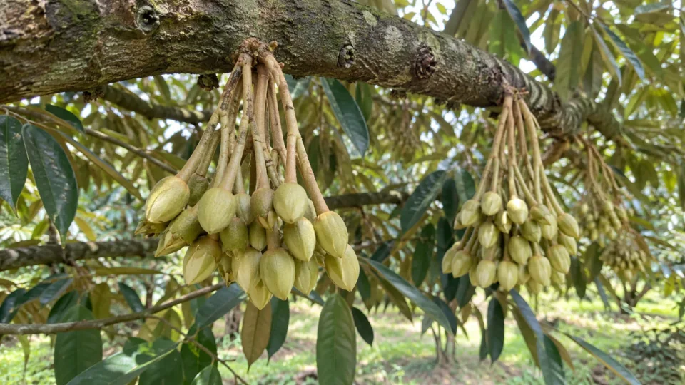 Minh họa AI: bông sầu riêng yếu cuống mảnh